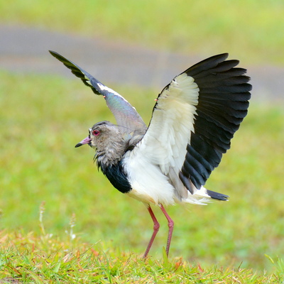 Southern Lapwing (2)